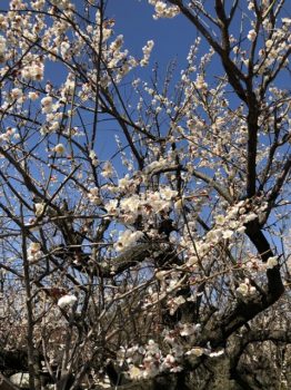 曽我梅林の梅の花