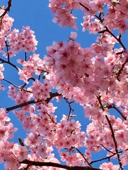 鳥海ビルに咲く桜