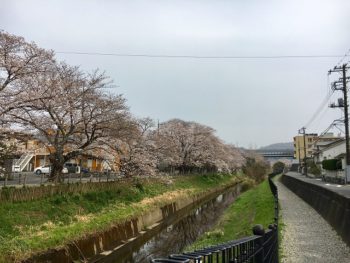 二宮町一色・百合が丘の桜並木