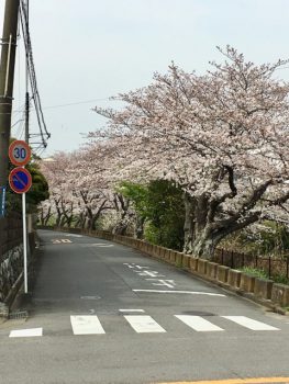 一色・百合が丘の桜並木