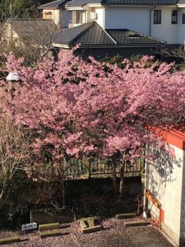 鳥海ビルに咲く桜