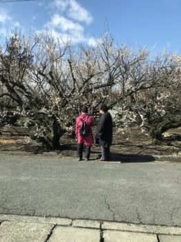 曽我梅林の梅の花を観賞するご婦人