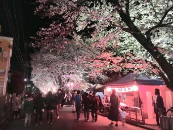 夜桜ライトアップ