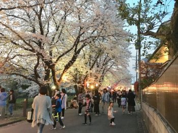 夜桜ライトアップ